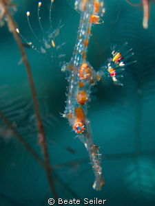Juvenile Ghost pipe fish by Beate Seiler 